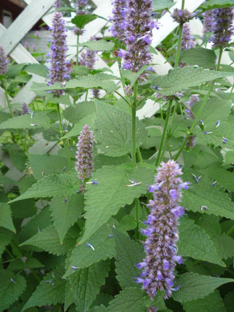 Anise hyssop Agastache foeniculum seeds