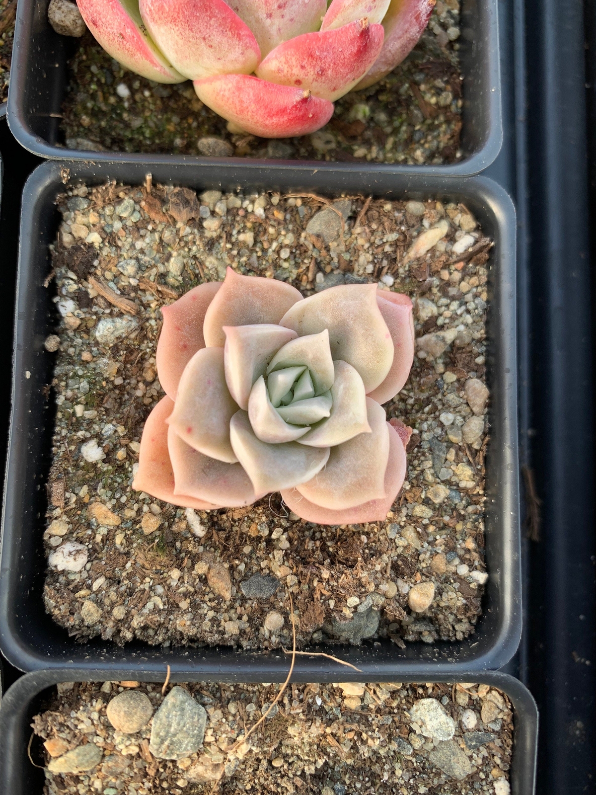 Echeveria Lovely rose – April Farm Rare Succulent