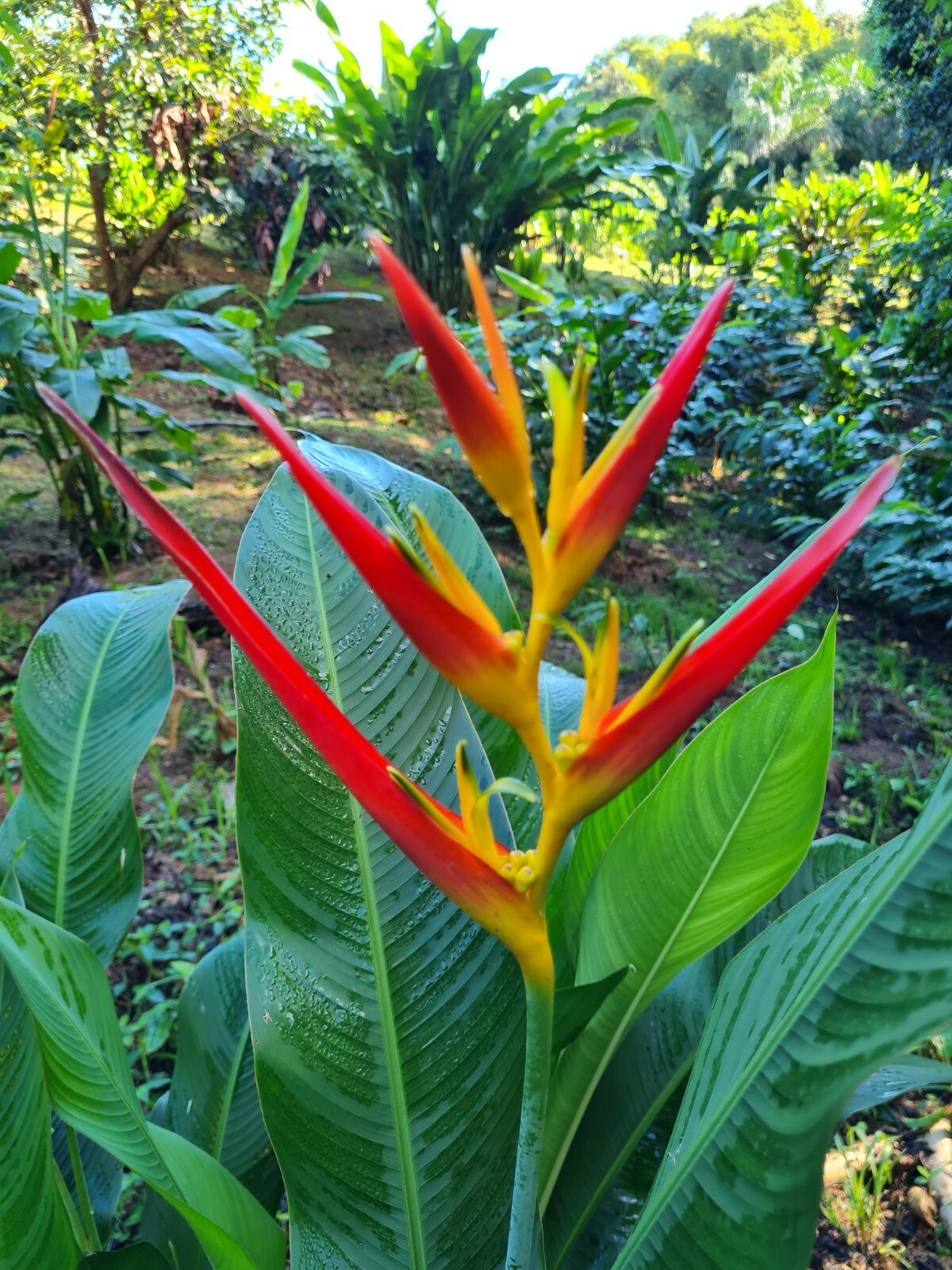 DWARF HELICONIA CARMASITA LIVE RHIZOME TROPICAL PLANT