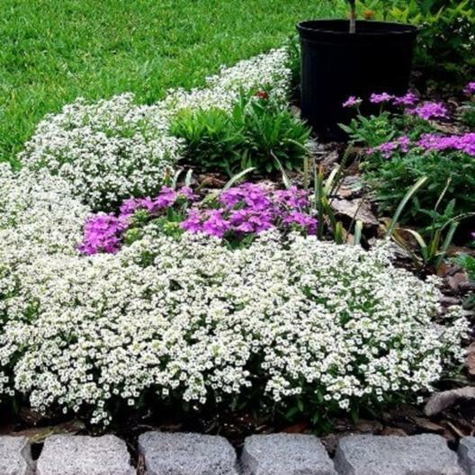 Alyssum, Sweet CARPET OF SNOW Perennial White Heirloom USA Non-GMO 1000 Seeds!