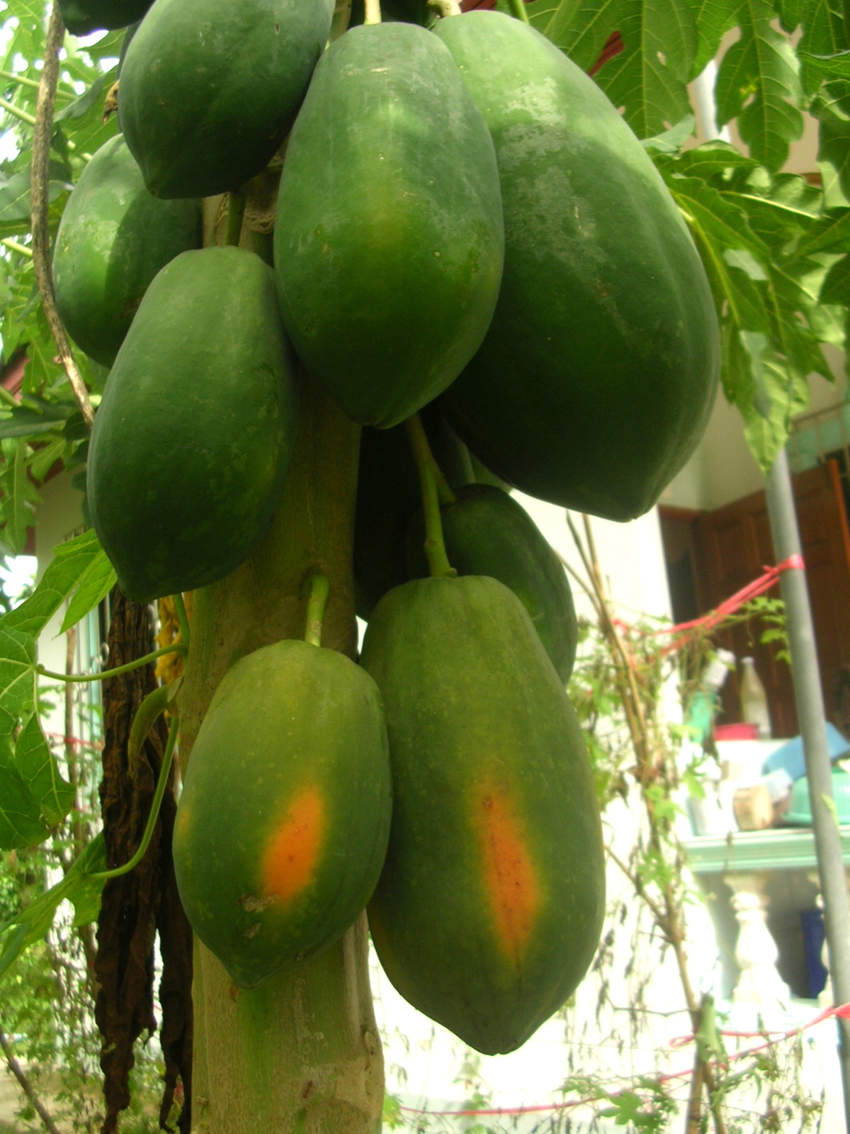~LAIE GOLD~ HYBRID PAPAYA Kamiya Yellow Flesh Solo X-77 UH Cultivar 60+ SEEDS