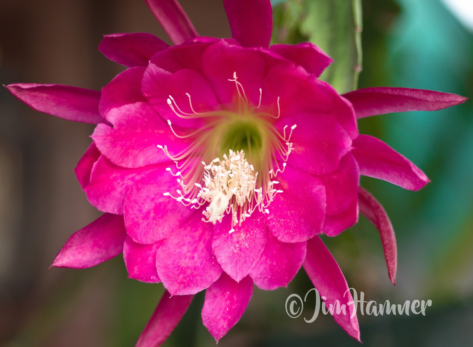 1 Desert Rose Epiphyllum Orchid Cactus Cutting 8-10 inches long