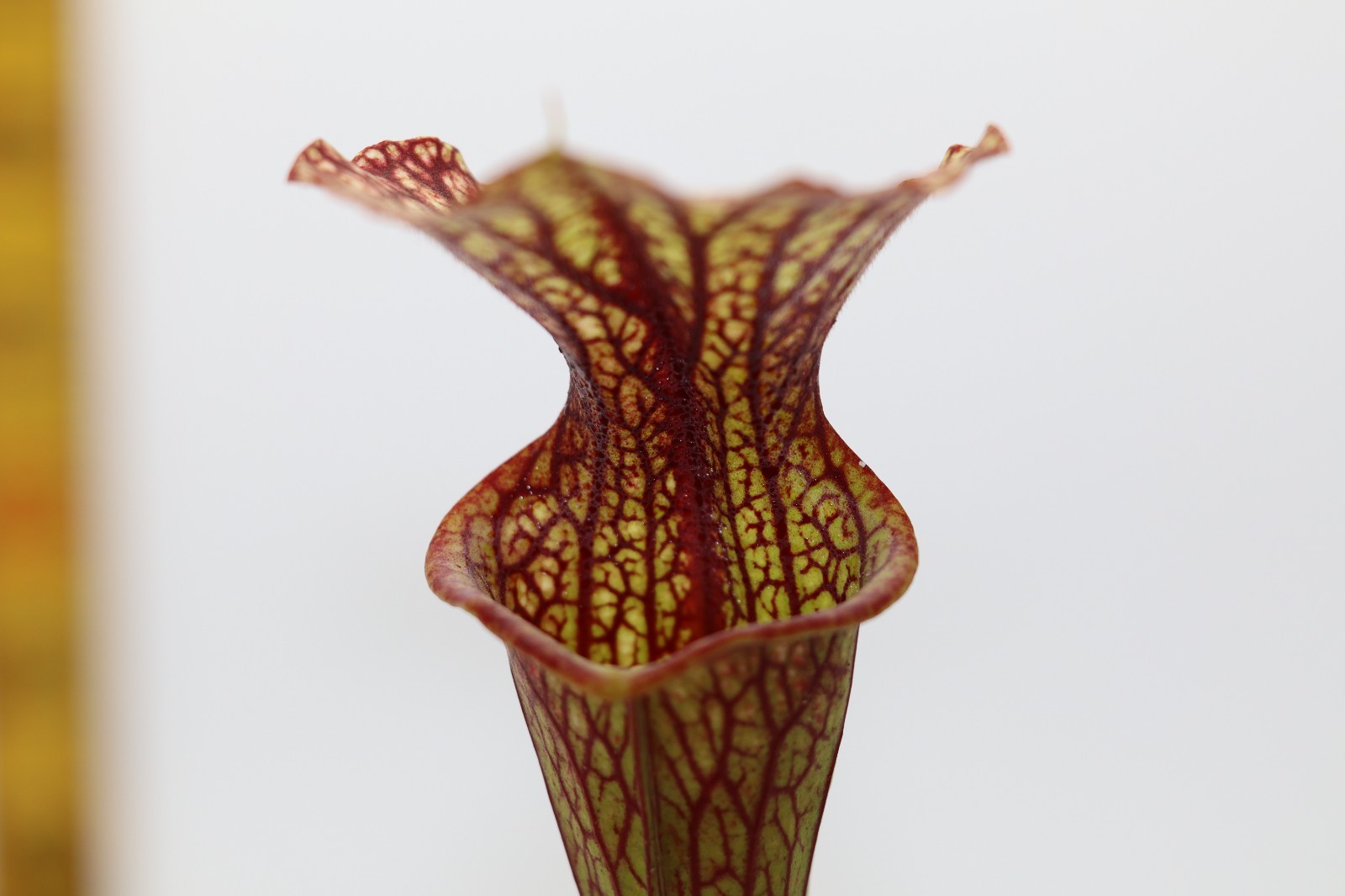 Sarracenia – Unknown – From Brooks Garcia