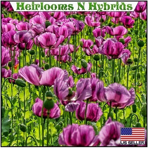 20,000 Hungarian Poppy Seeds Stratified Papaever Somniferum Import For Planting