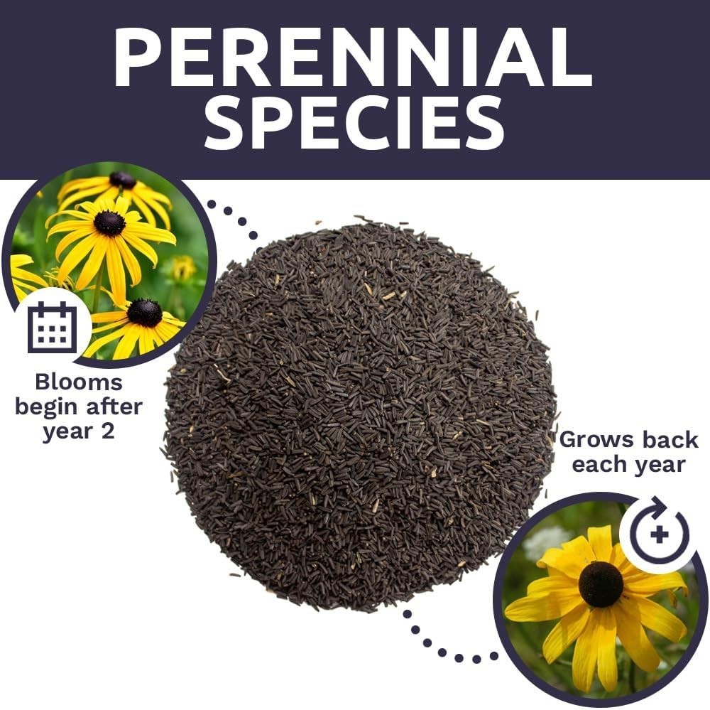Guaranteed Grow: 1 Ounce of Black Eyed Susan Seeds – Perfect for Any Gardener