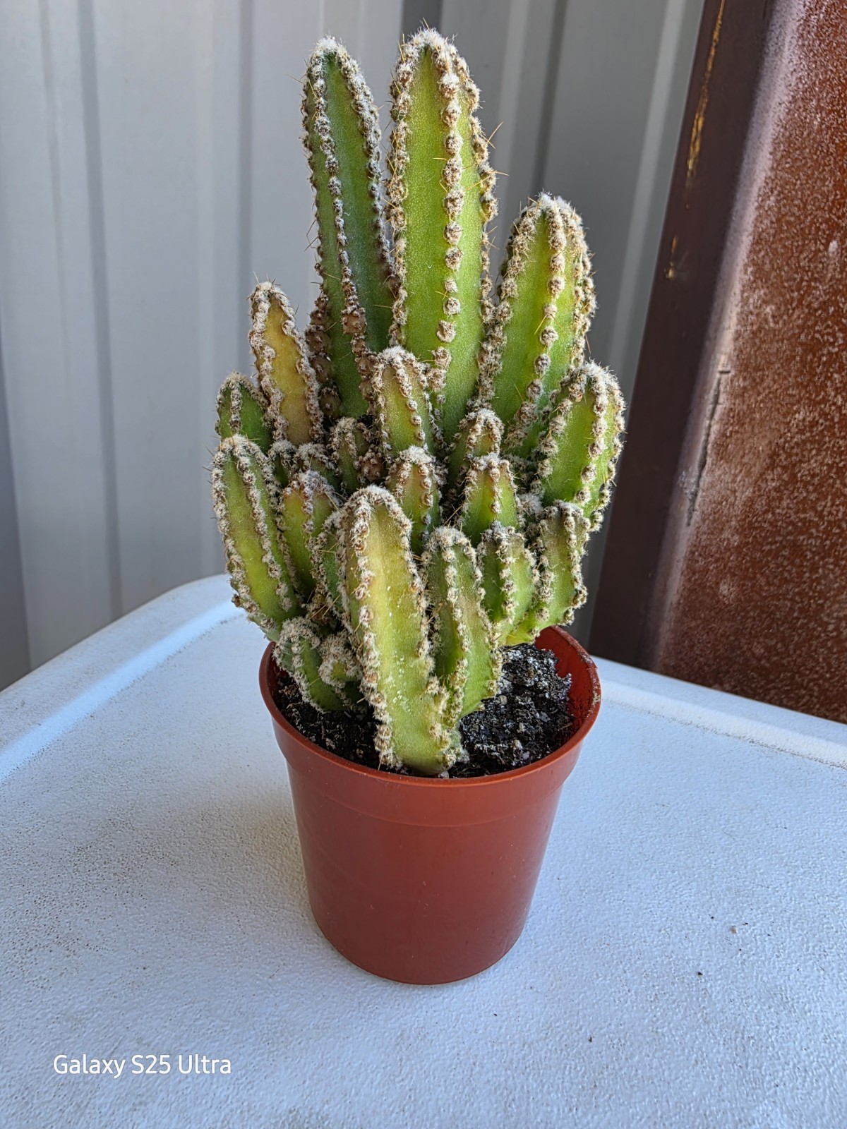 Acanthocereus Tetragonus ‘Fairy Castle” In 2.5″ Pot Plant 4.5″ tall Nice!!