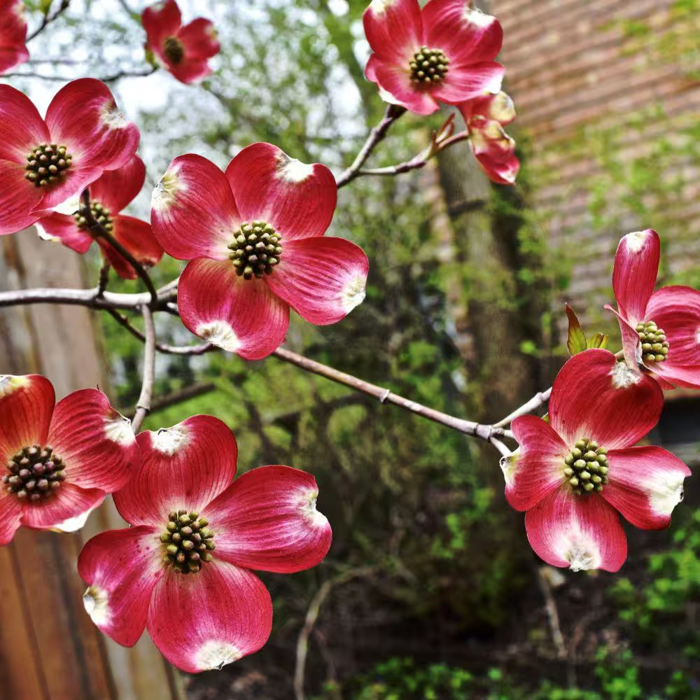 5 Gal. Cherokee Brave Dogwood Flowering Deciduous Tree with Red Flowers
