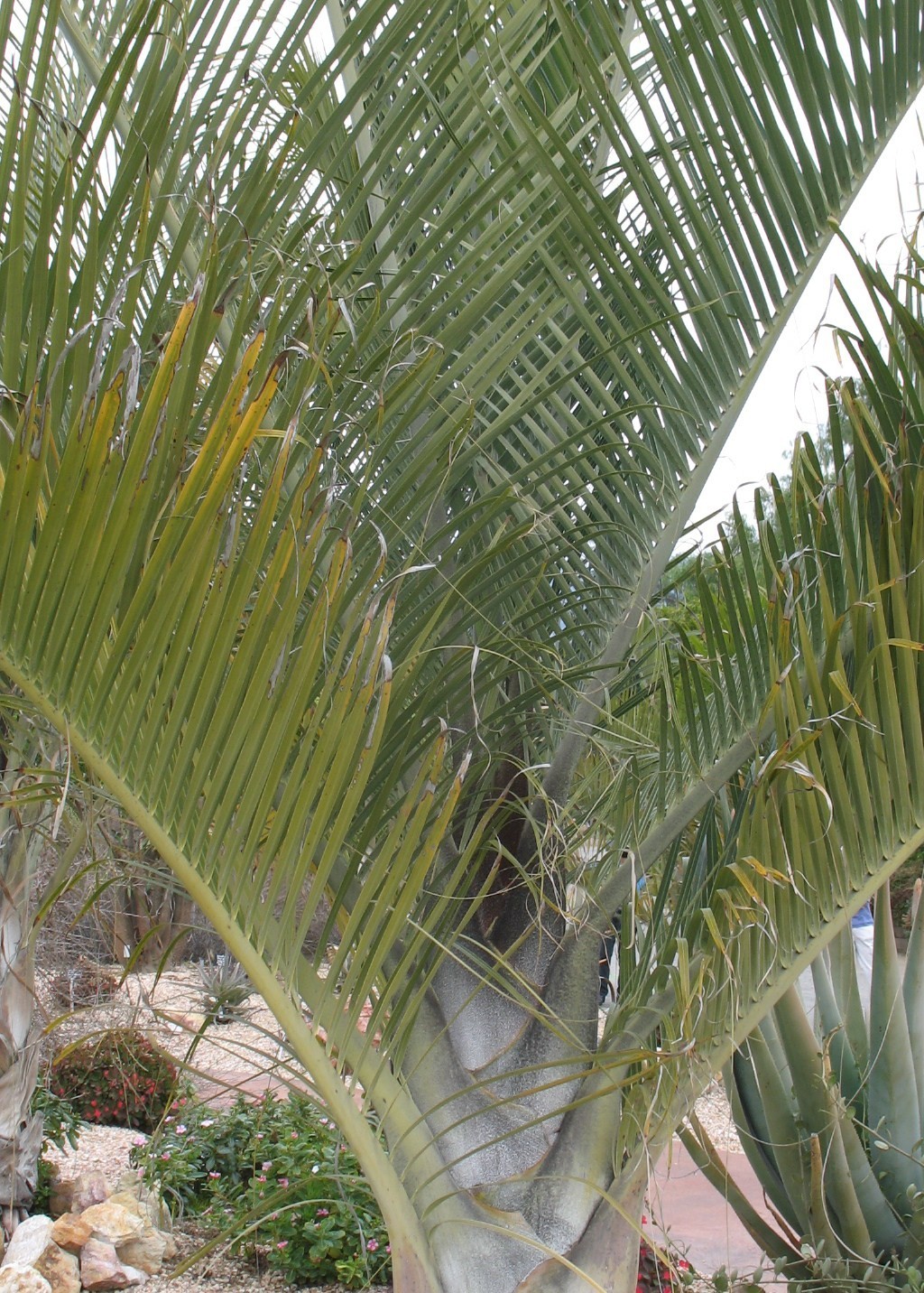 LIVE PLANT 3ft Dypsis decaryi Three sided Triangle palm Neodypsis