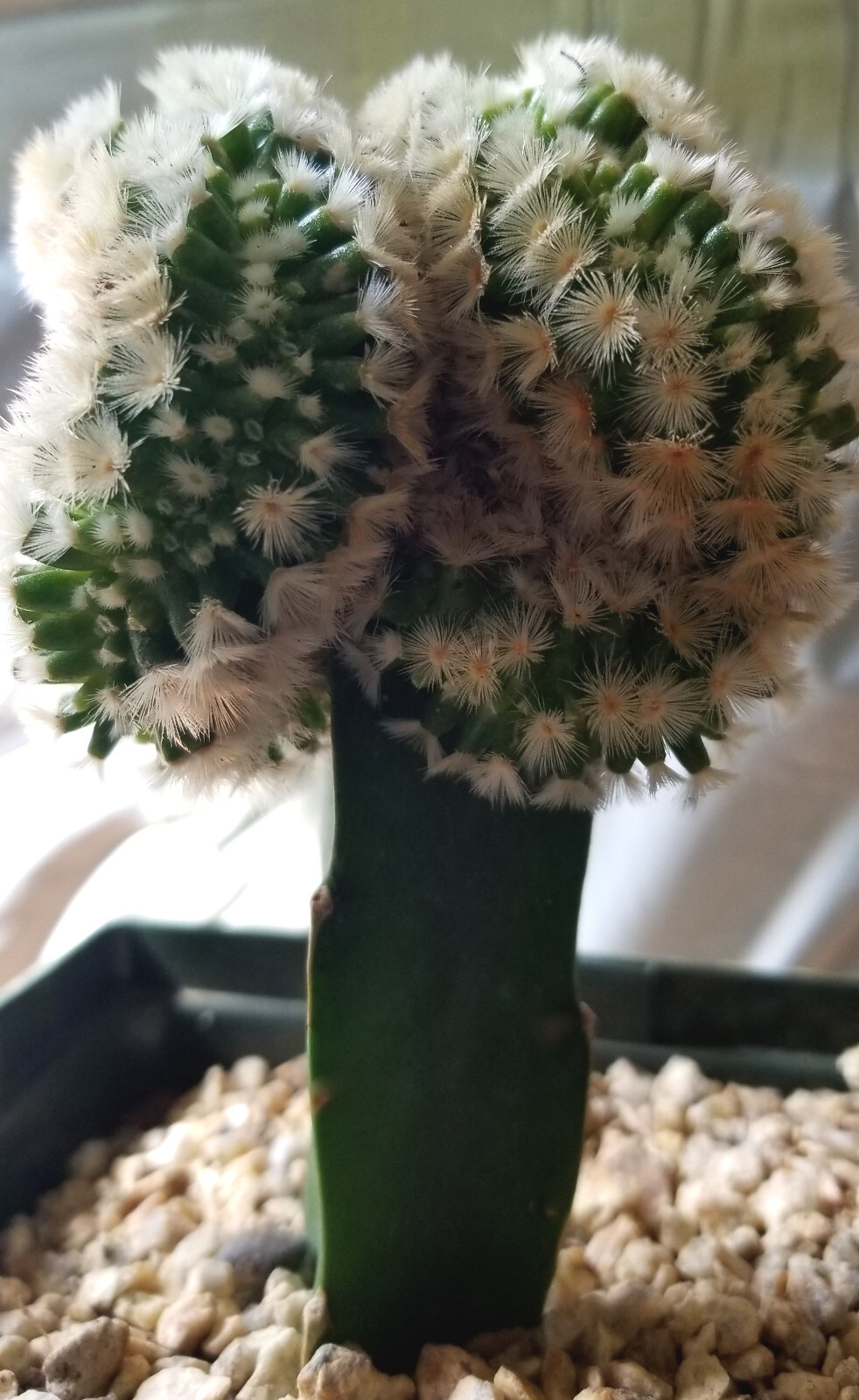 Robust, Gorgeous Mammillaria Carmanae Crest – a Must Have in any Collection