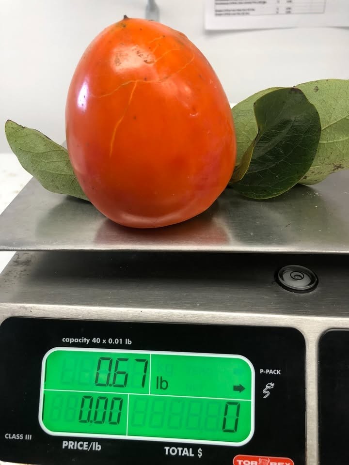 HACHIYA PERSIMMONS PULP (3- 2 cup Packages)
