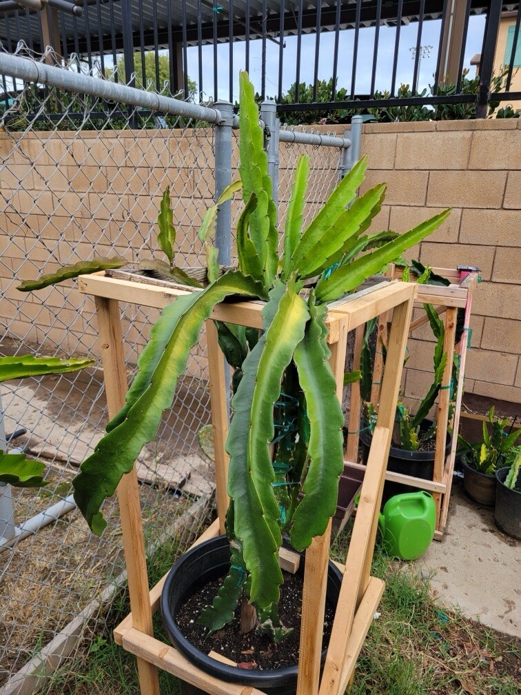 Mature “DIEGO’S DK SEEDLING” Dragon Fruit Cuttings