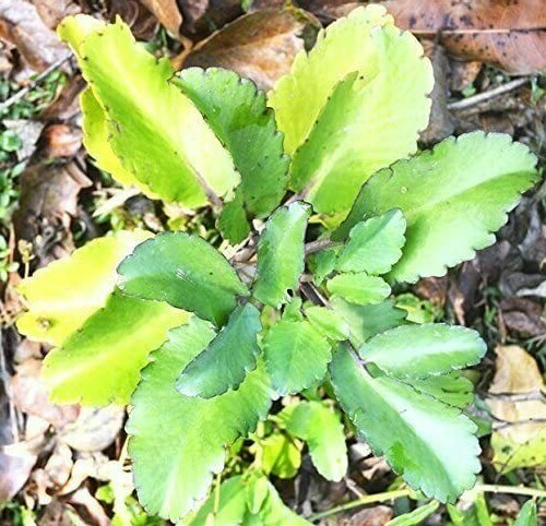 10 Fey Lougarou, Amarpoi Kalanchoe pinnata Air Plant Bryophyllum P. 10 LEAVES