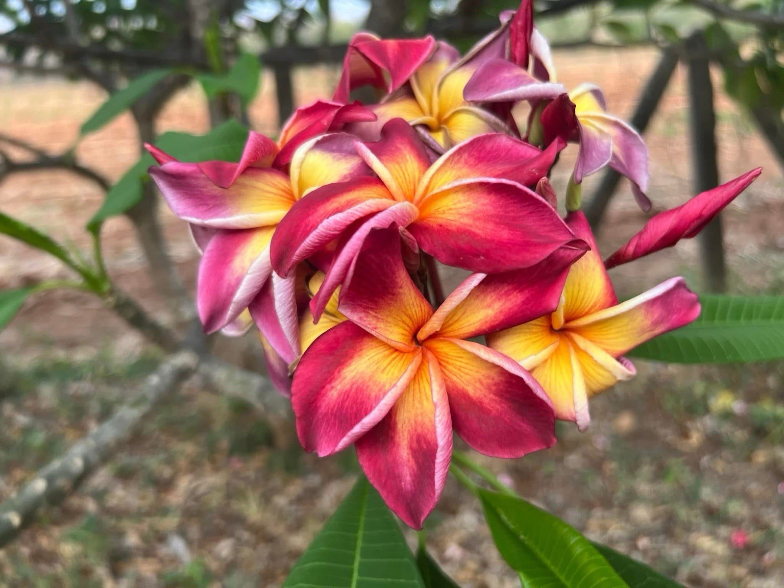 Yala #2 Plumeria (Frangipani) Grafted w/ROOTS SUPER RARE! Smells Amazing
