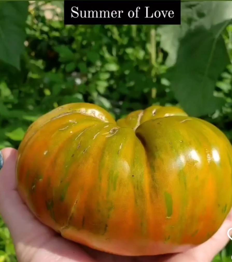 Summer Of Love Tomato Seeds RARE 10 Organic Seeds *FREE SHIPPING*