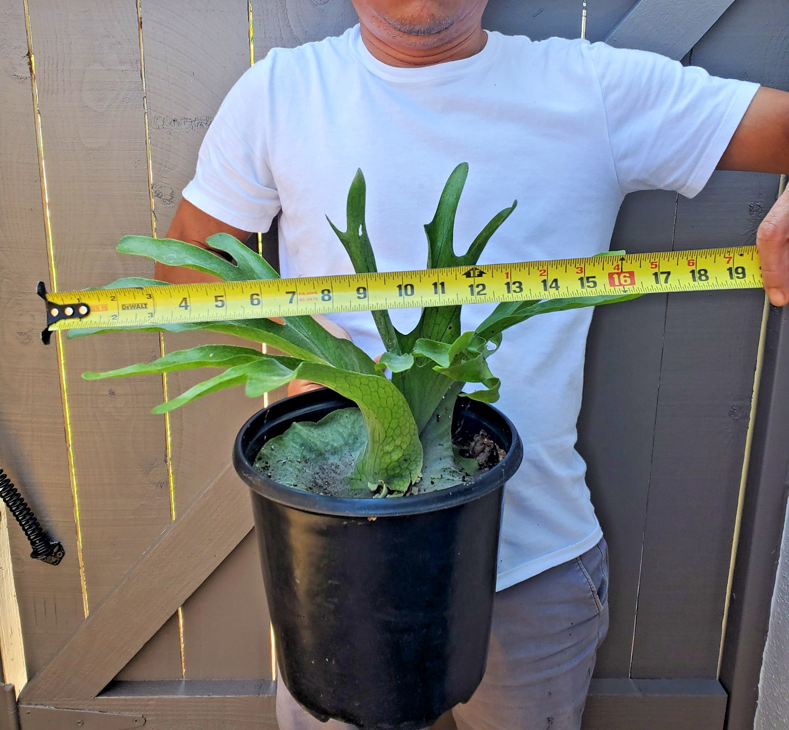 Platycerium Superbum Staghorn fern plant