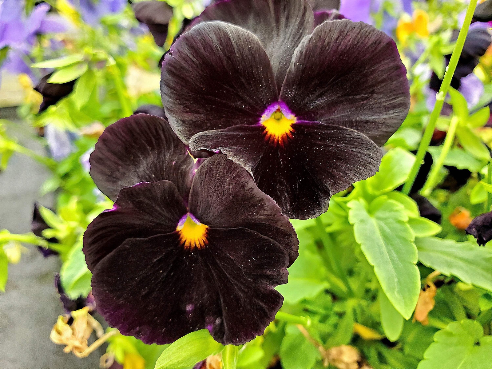 50 BLACK PANSY Clear Crystals Viola Wittrockiana Flower Seeds *Comb S/H