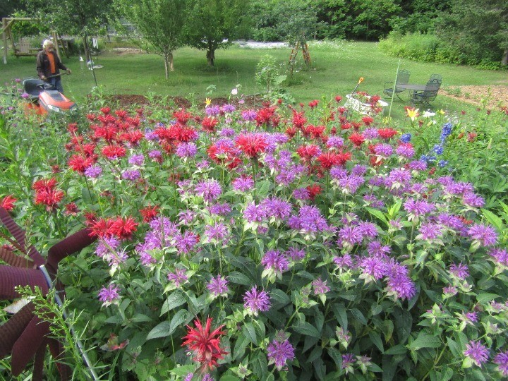 8 Live mixed color monarda bee balm PLANT Bergamot Perennial Butterfly 3-9