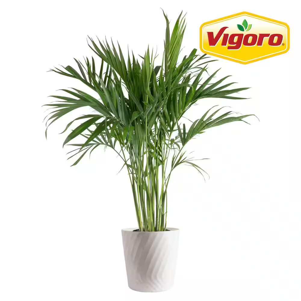 Cateracterum Indoor Palm (Cat Palm) Plant in 10In. White Decor Pot, Avg. Shippin