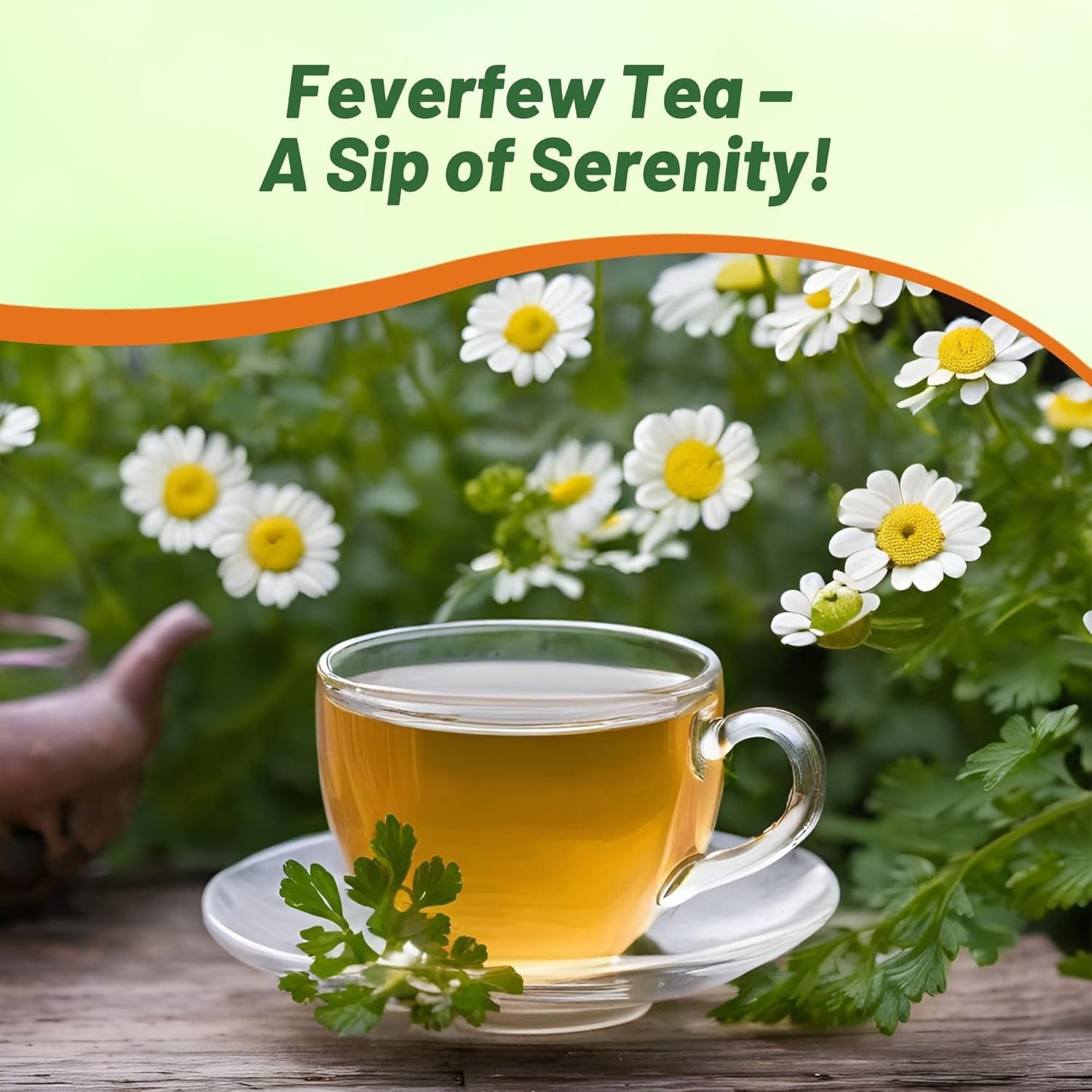 10000 Seeds Feverfew Seeds For Planting | White Chrysanthemum Feverfew Herb