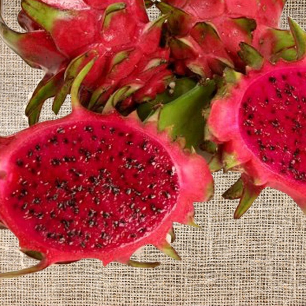 2X Lisa Dark Red DRAGON Fruit Cutting Pitaya Plant 8″ Inch long