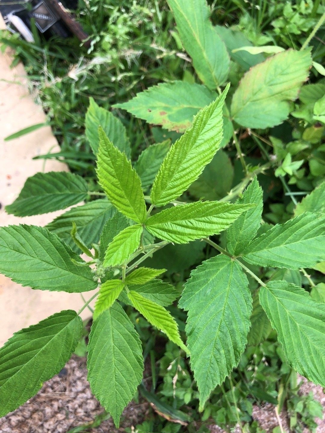 Sawtooth Blackberry Pack Of 5 Live Rooted