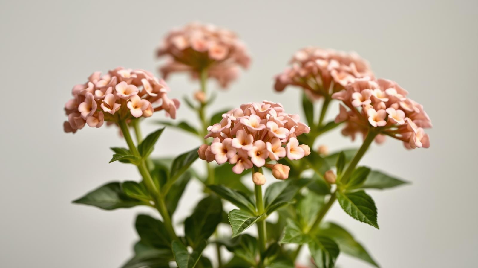 Lantana ‘Blush Pink’ (Rooted Starter Plant) BUY 2 GET 1 FREE