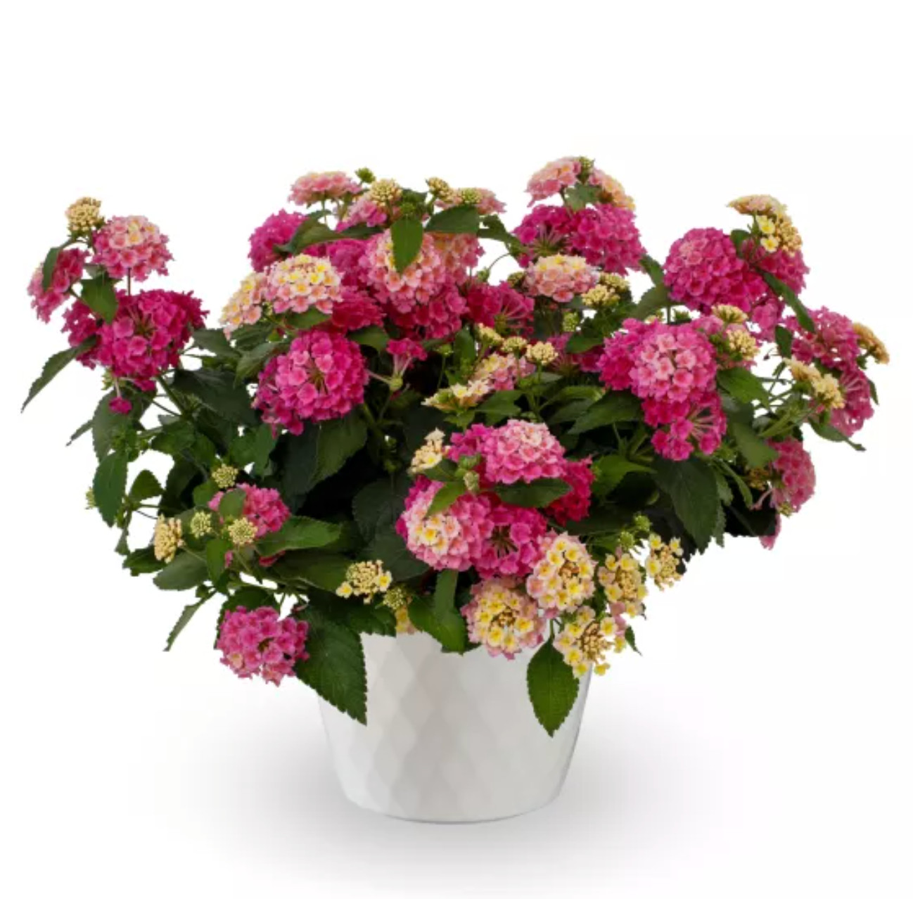 ‘Lantana Craze’ Combo Live Annual Starter Plants/Plugs, 4 “babies”, 4 Varieties