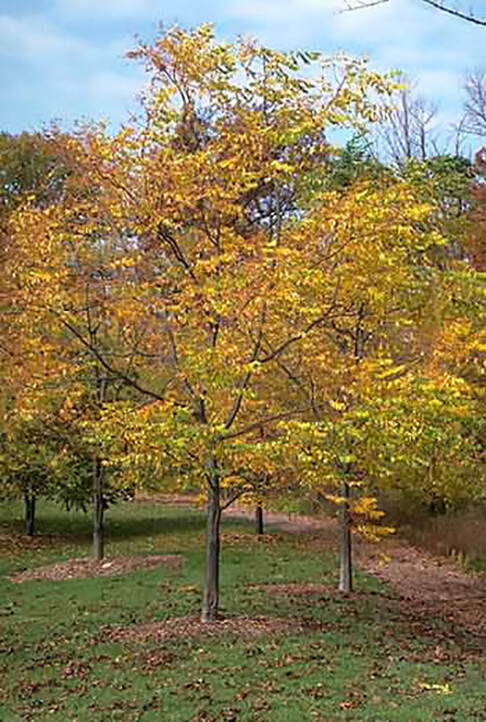 Kentucky Coffee, Gymnocladus dioicus, Tree Seeds (Fall Colors, Hardy, Fast)