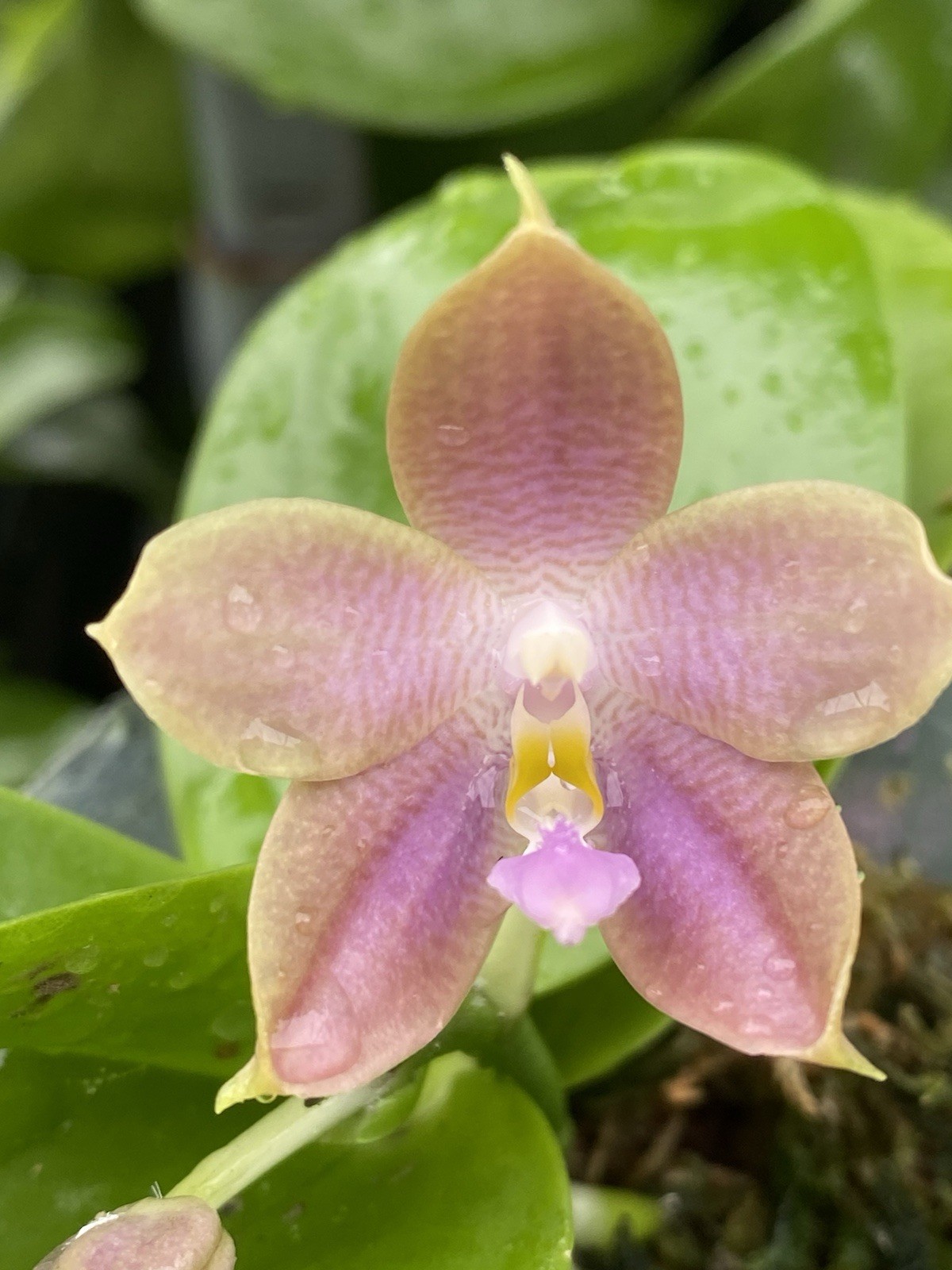 Original Phal Phalaenopsis Freyas Blueberry Jam x Peter Blue Diamond-FRAGRANT