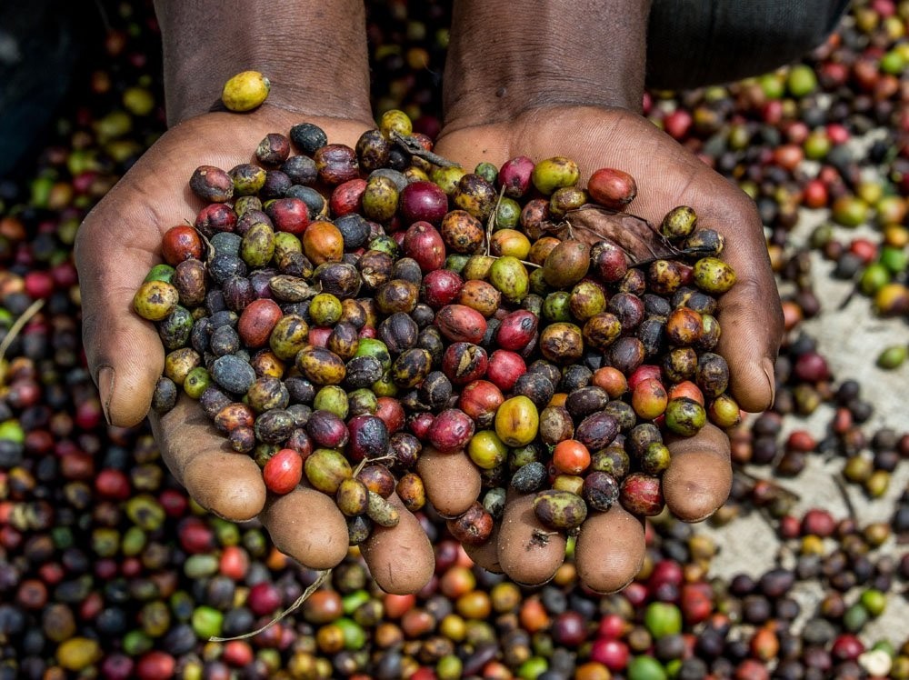 Tanzanian Kilamanjaro Peaberry Coffee Bean Tree Seeds (25) / Super Rare