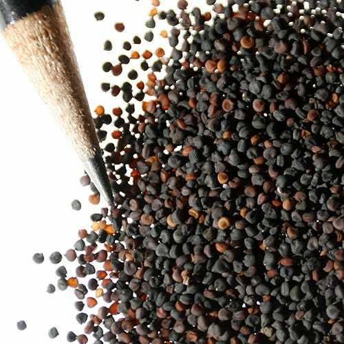Baby’s Breath SNOWFLAKE North American Perennial Cut Flowers Non-GMO 200 Seeds!