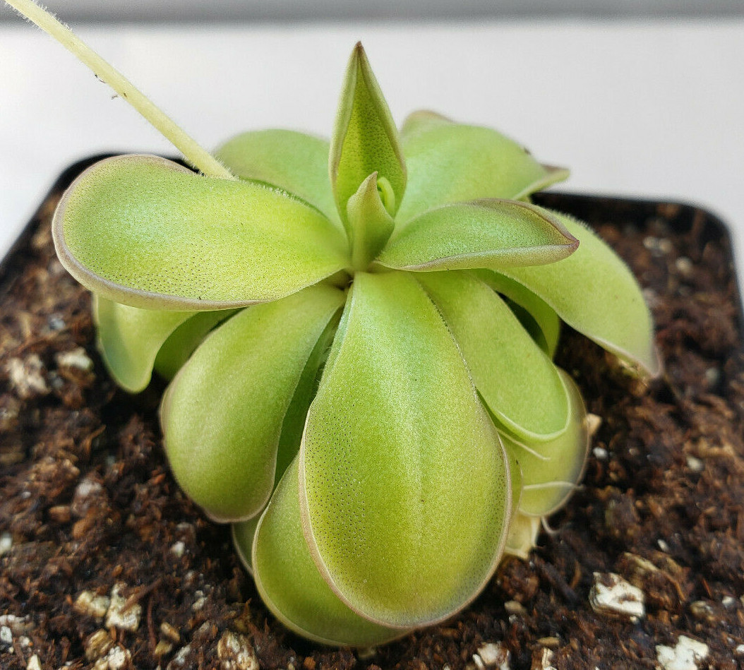 Pinguicula hemiepiphytica x cyclosecta – Carnivorous Plant – Butterworts
