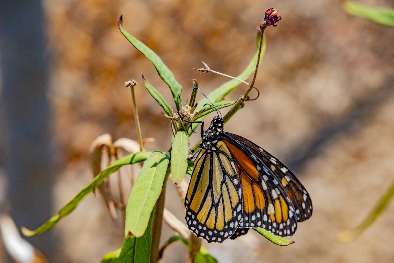 50+ Milkweed Seeds, Asclepias Syriaca, Cold-Stratified for Spring Planting