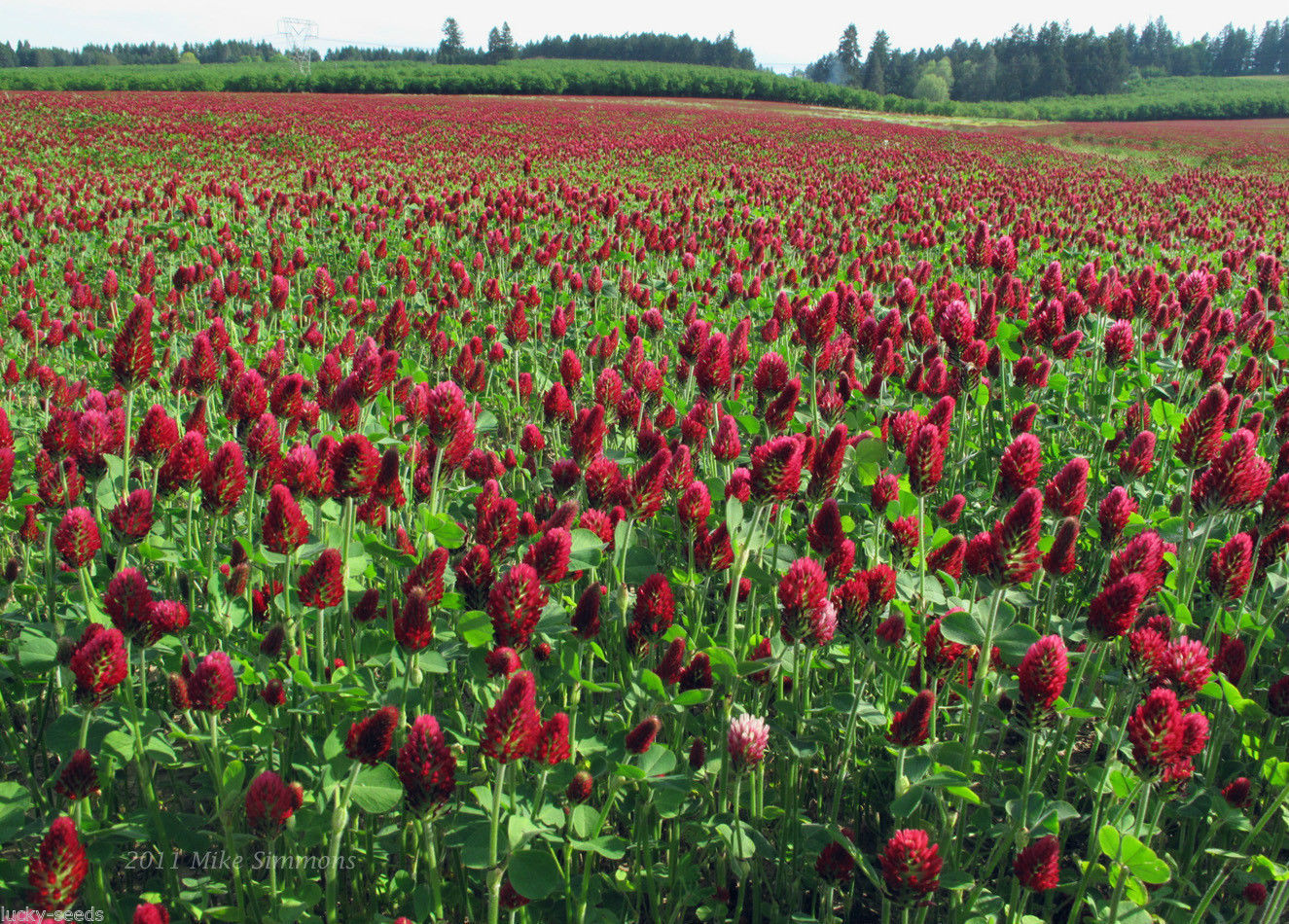 SeedRanch Crimson Clover Seed : Nitro-Coated & Inoculated – 5 Lbs.