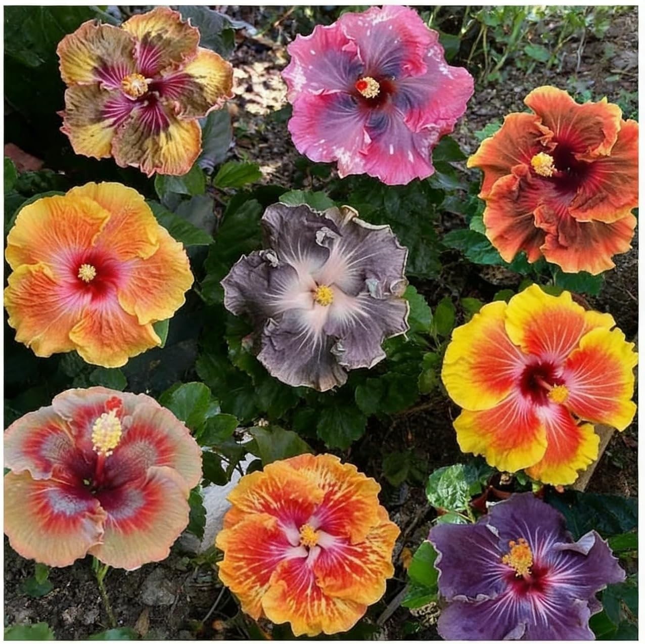 199+ Mixed Perennial Hibiscus Flower Seeds for Planting – Fresh Hardy Hibiscus E