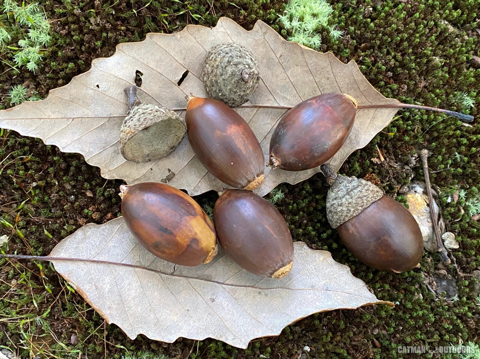 Chestnut Oak (4) TREES 13-18″ in (with a free Orange Tree)