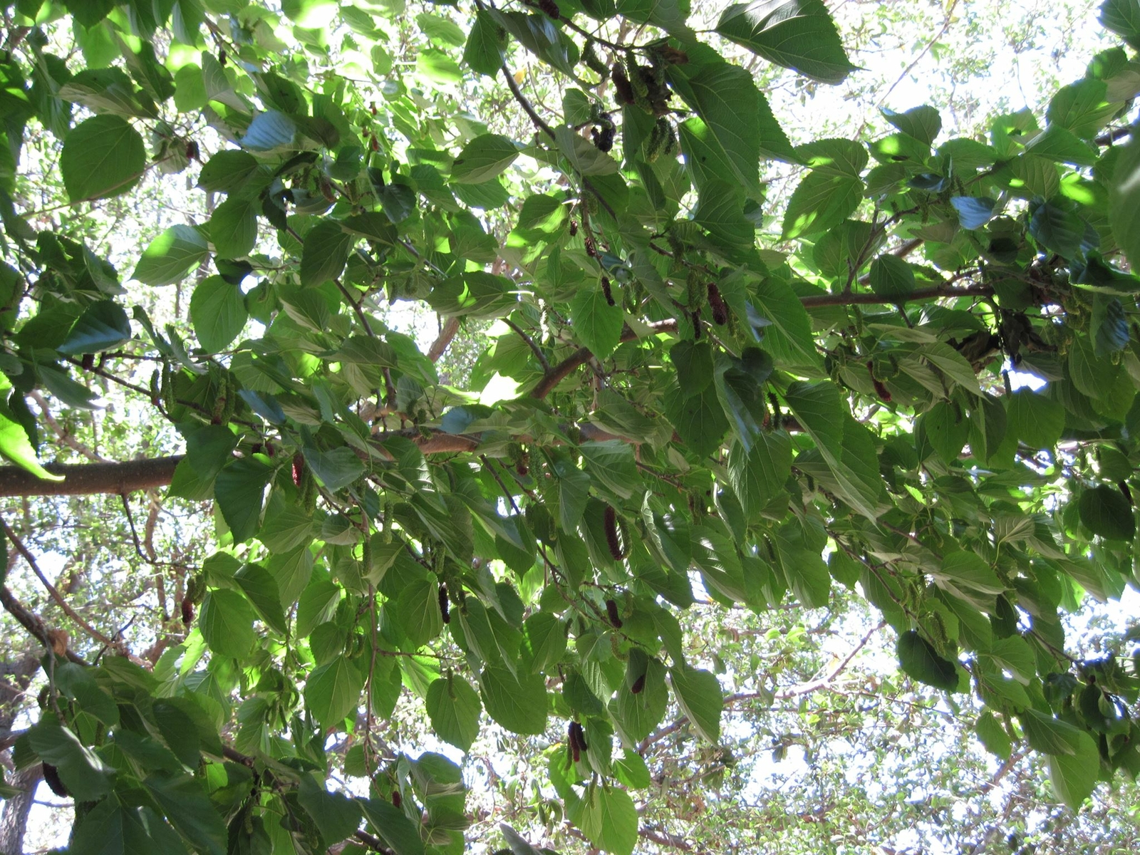 Mulberry Tree – ‘Dwarf Everbearing’ – Morus nigra live plant edible fruit