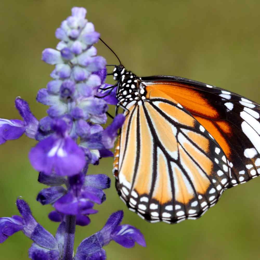 1000 Seeds Hyssop Seed – Blue Hyssopus Officinalis Herb Seeds