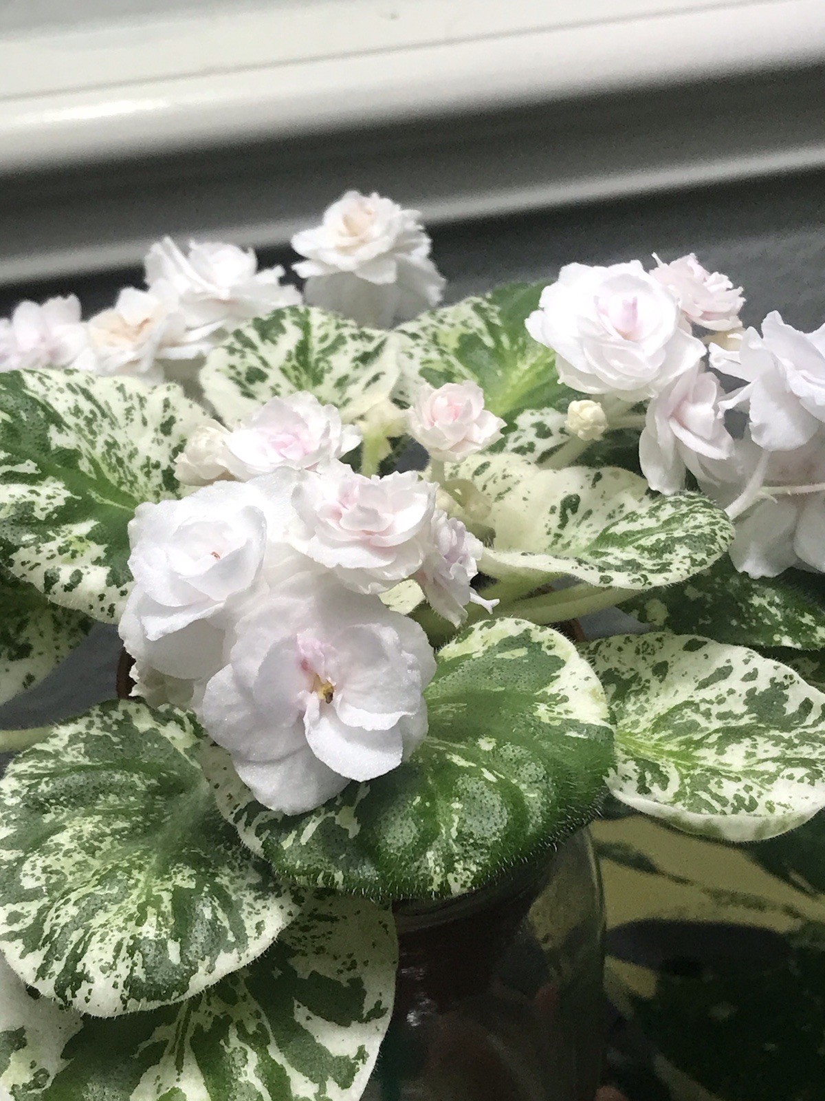African Violet Watermelon Snow (Standard)