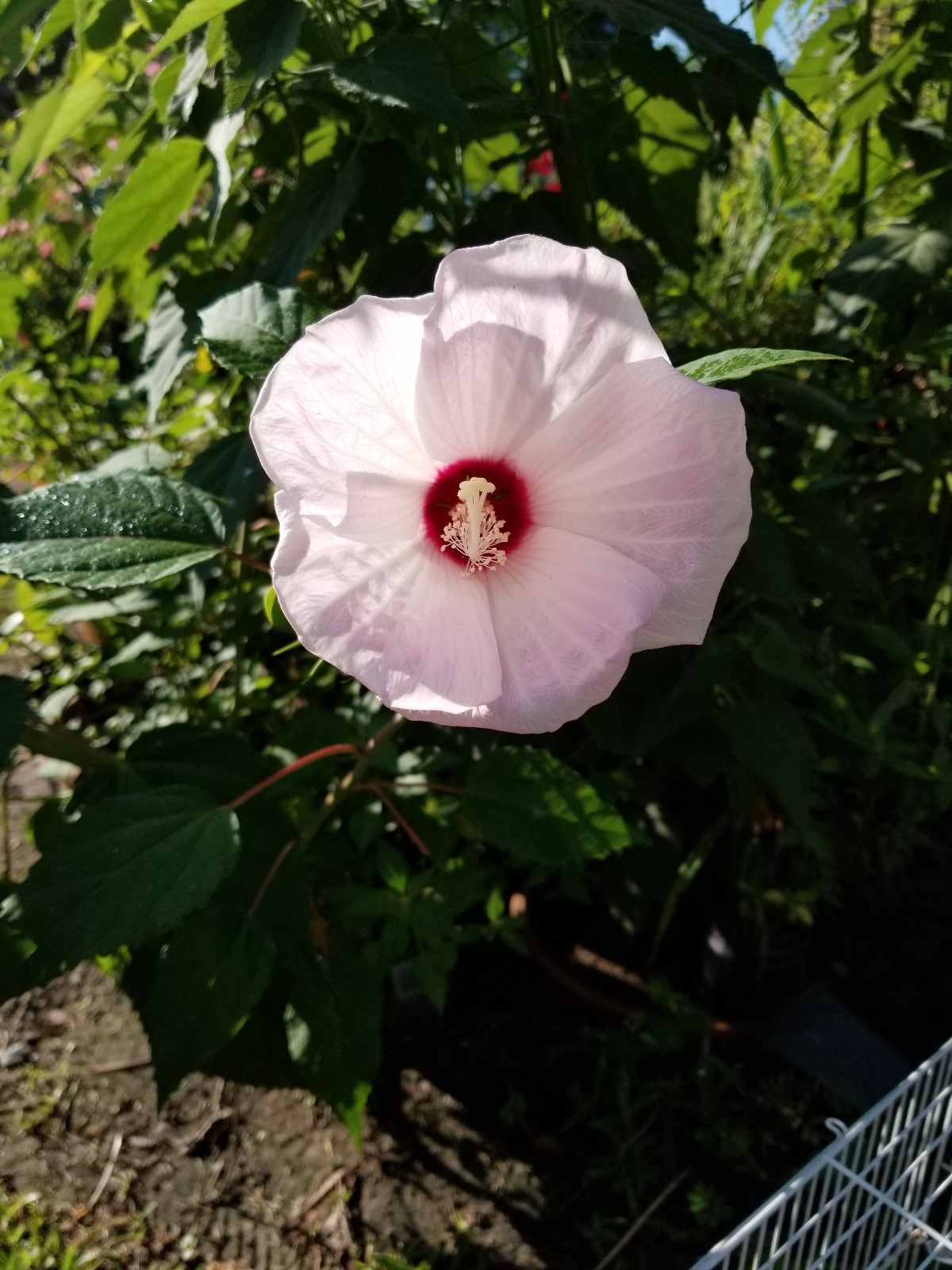 20 Fresh Luna White Perennial Hardy Hibiscus Rose Mallow Seeds