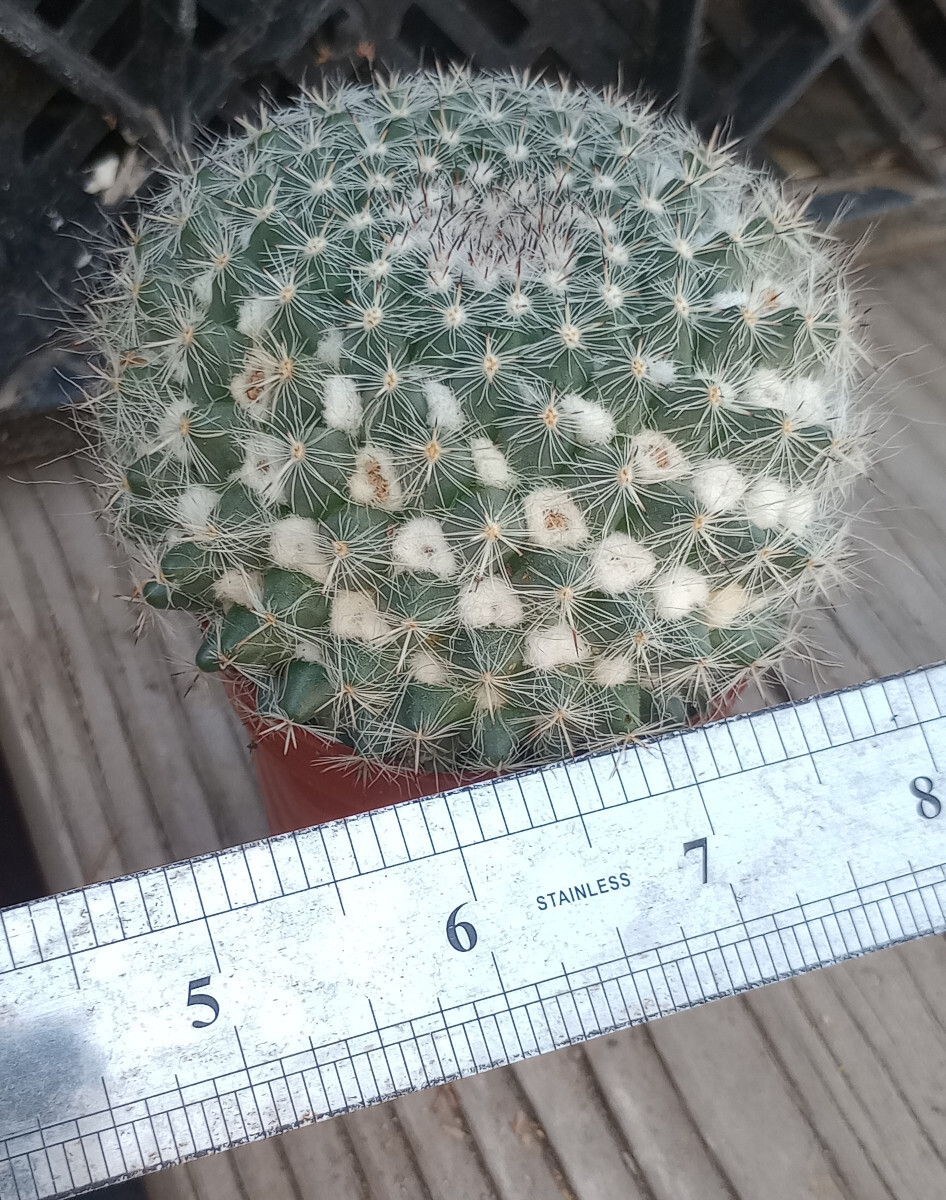 Mammillaria hahniana Snowball Pincushion Cactus Pink Flowers 39