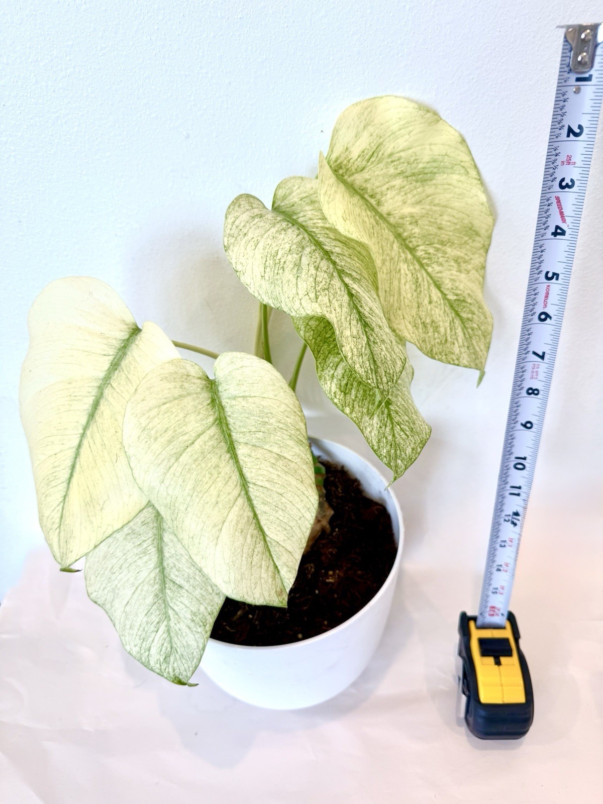 Rooted Monstera Deliciosa Mint Variegata Plant
