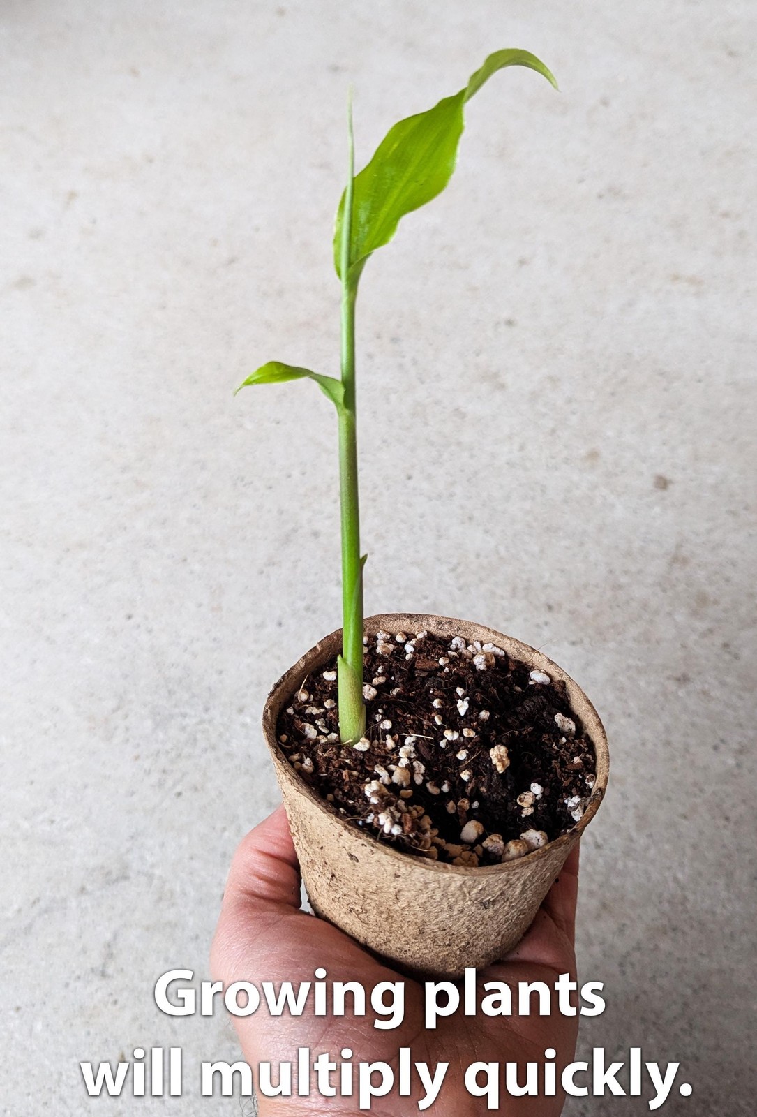 Myoga Ginger Live Roots, Cold Hardy Young Plants (Zone 5b)