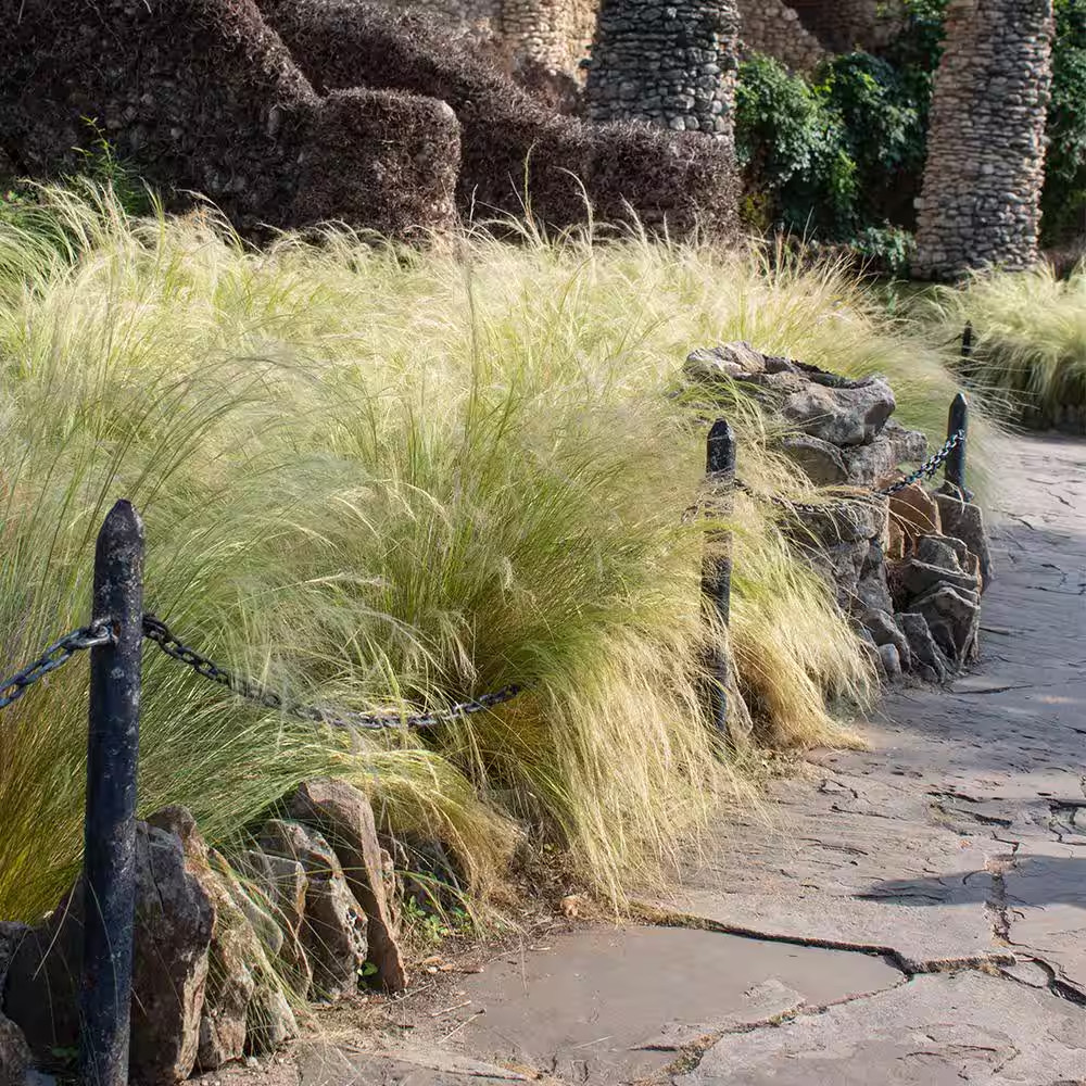 Mexican Feather Grass (Nassella) Ornamental Grass Shrub, 2 Qt. Grower Pot, Droug