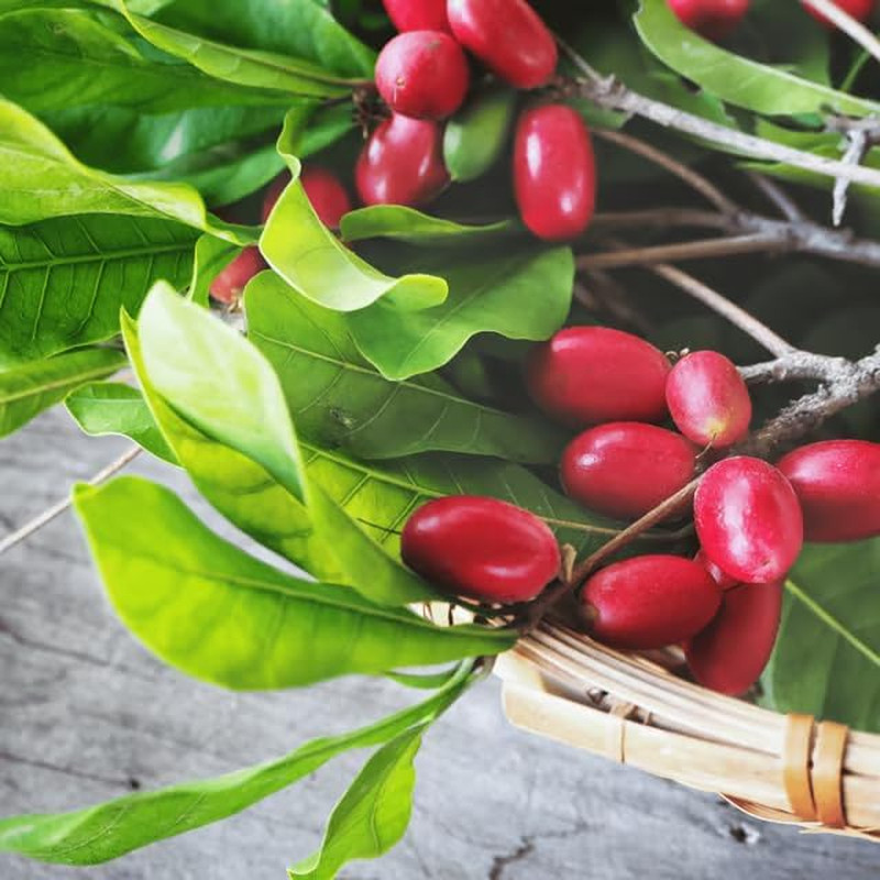 Miracle Berry Seeds – 35 Count – Fresh Synsepalum Dulcificum Tropical Fruit Seed