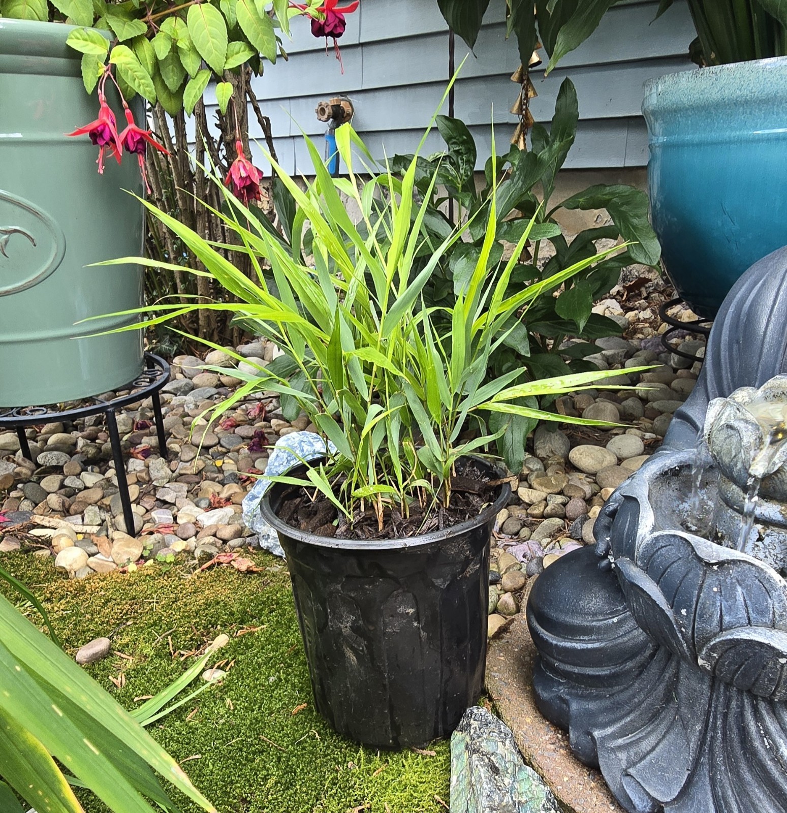 LIVE Japanese Forest Ornamental Grass Hakonechloa Perennial ZEN Garden PLANT
