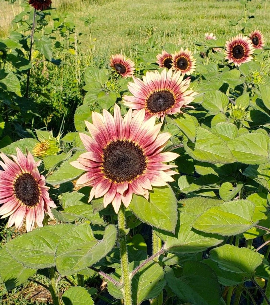 ProCut Plum Sunflower Totally Unique Color 10 Seeds Free Shipping!