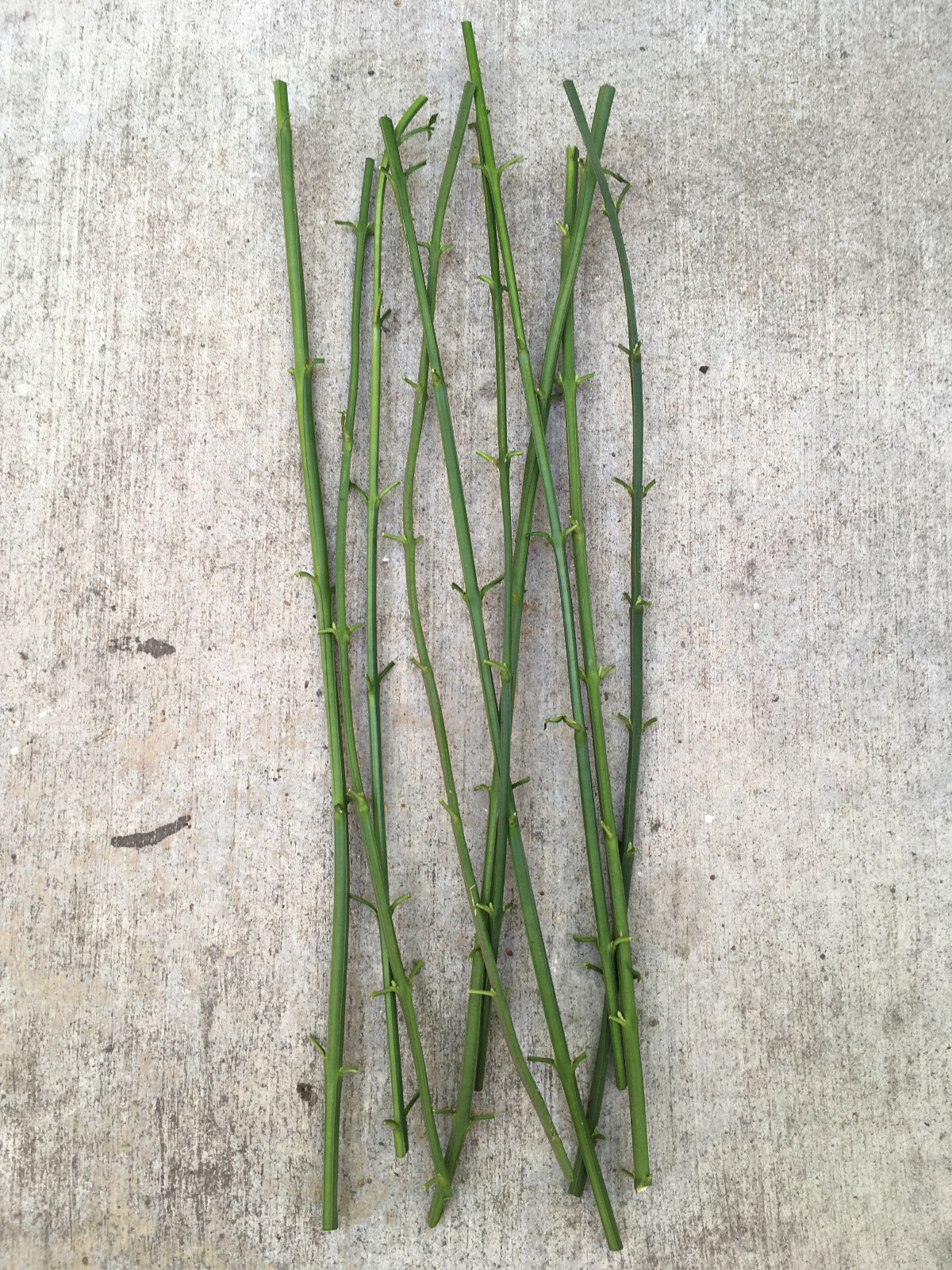10 CUTTINGS 12″+ Chinese Bright Yellow Flowers Winter Jasmine Vine Shrub Plant