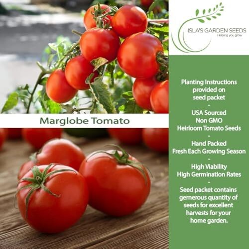 Marglobe Tomato Seeds (Solanum lycopersicum) – 500+ Non-GMO & Heirloom Seeds