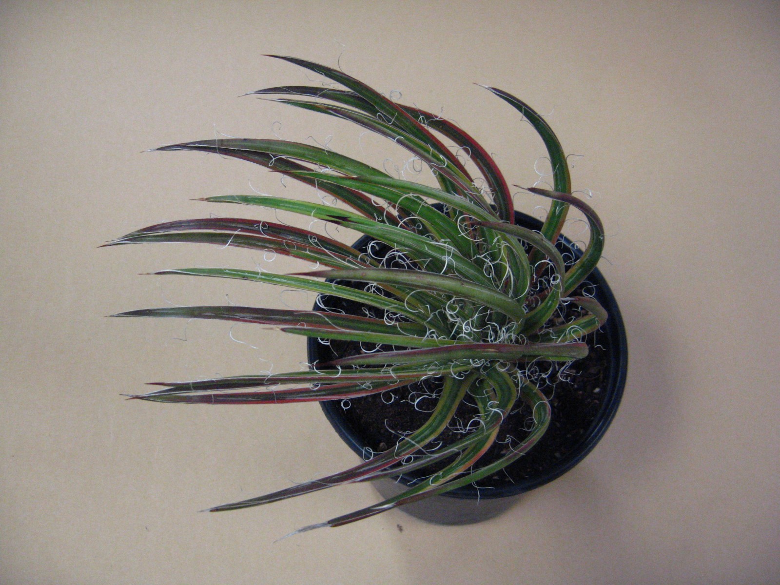 Agave “Leopoldii II” Marginata Aurea — Rare Succulent
